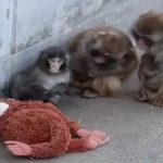 இந்தியா – ஸிம்பாப்வே மோதலில் இசை விருந்து!