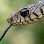 UKவில் ஆளும் கட்சிக்குள் எழுந்துள்ள நெருக்கடி – பதவி விலகும் மற்றொரு உறுப்பினர்!