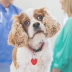 உயர்தரப் பரீட்சைக்கான விண்ணம் கோரல் – திகதி நீடிக்கப்பட மாட்டாது என அறிவிப்பு