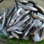 இஸ்ரேல் தாக்குதலில் தெற்கு லெபனானில் மூன்று ஊடகவியலாளர்கள் பலி!